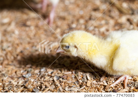 chicken chicks at a poultry farm 77470083