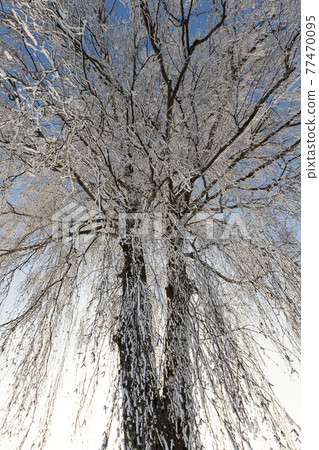 deep snow drifts and trees after the last snowfall deep snow drifts and trees after the last snowfall 77470095