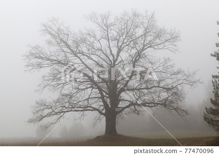 winter weather in the park or forest winter weather in the park or forest 77470096