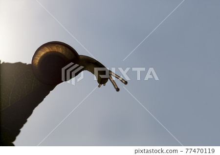 grape snail crawling on its territory grape snail crawling on its territory 77470119