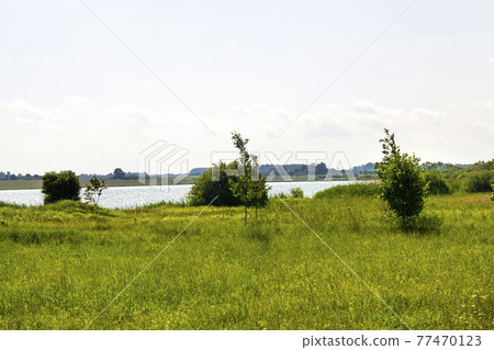 deciduous trees in the summer deciduous trees in the summer 77470123