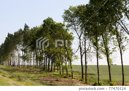 deciduous trees in the summer deciduous trees in the summer 77470124