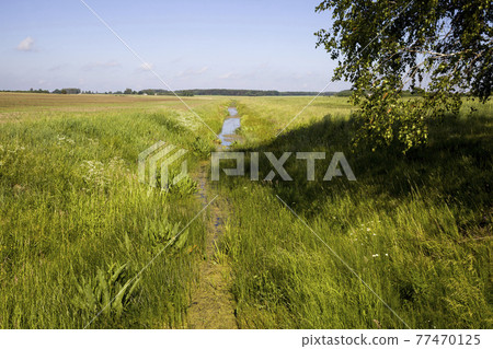 deciduous trees in the summer deciduous trees in the summer 77470125