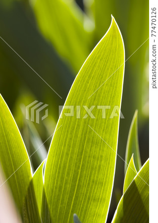 green grass in summer green grass in summer 77470126