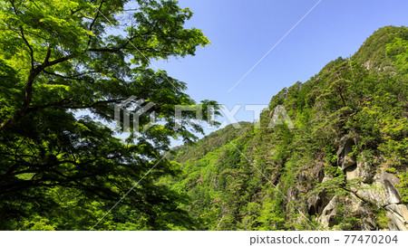 Early summer in Shosenkyo 77470204