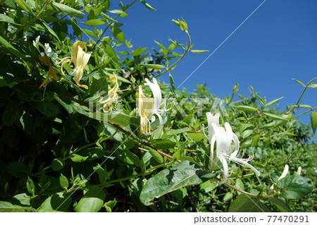 Sicilian honeysuckle 77470291