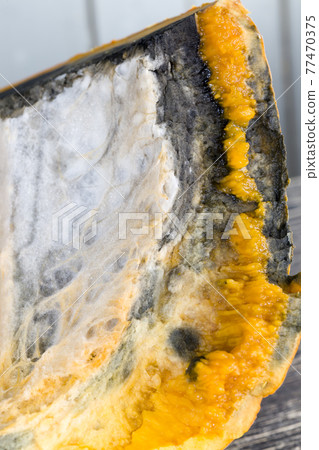 ripe orange pumpkin covered with mold and mildew ripe orange pumpkin covered with mold and mildew 77470375