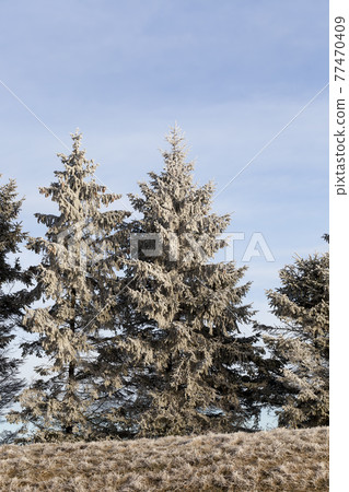 winter season with snow in the park or forest and pine firs winter season with snow in the park or forest and pine firs 77470409