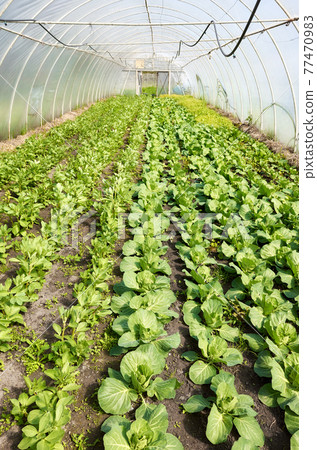 Organic vegetables grown in a polytunnel. Organic vegetables grown in a polytunnel. 77470983