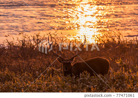 在Noshi半島的Ezoshika 77471061