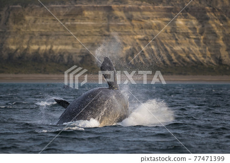 Whale Patagonia Argentina Whale Patagonia Argentina 77471399