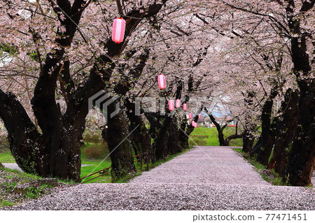 岩手縣北上市市春季展覽館 77471451