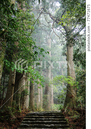 日本和歌山縣新鮮的綠色熊野古道 Nakabeji 77471675