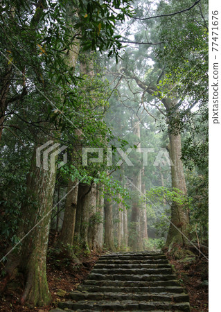 Fresh green Kumano Kodo Nakabeji, Wakayama Prefecture Japan Fresh green Kumano Kodo Nakabeji, Wakayama Prefecture Japan 77471676