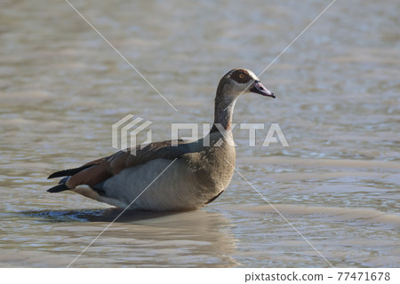 Egyptian goose {Alopochen aegyptiaca} Kruger National Park, South africa 77471678