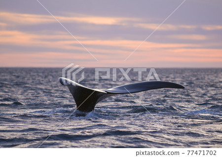 Whale Patagonia Argentina Whale Patagonia Argentina 77471702