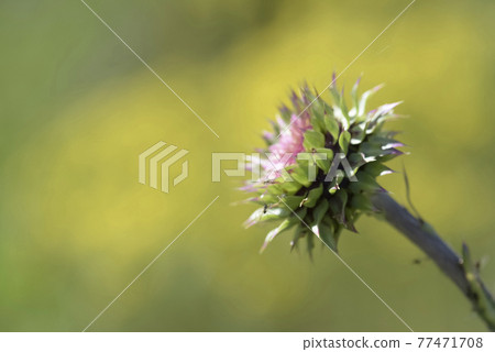 Wild flower in Patagonia, Argentina 77471708