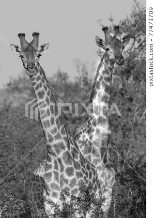 Giraffa, Kruger National Park 77471709