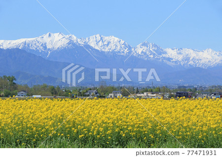May in Azumino Rape blossoms and the Northern Alps May in Azumino Rape blossoms and the Northern Alps 77471931
