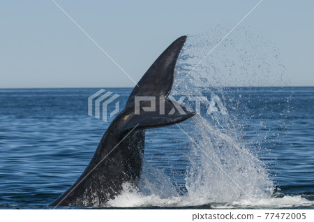 Whale Patagonia Argentina Whale Patagonia Argentina 77472005