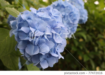 Light blue hydrangeas in full bloom Light blue hydrangeas in full bloom 77472016