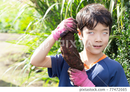 Children digging sweet potatoes 77472085