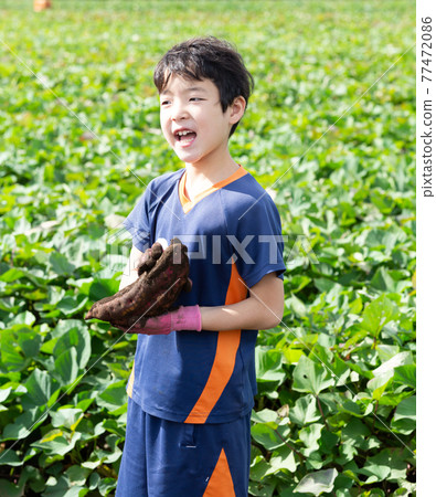 Children digging sweet potatoes 77472086