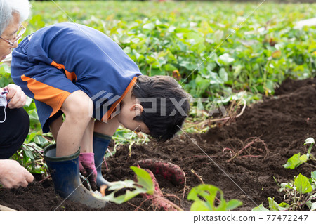 Children digging sweet potatoes Children digging sweet potatoes 77472247