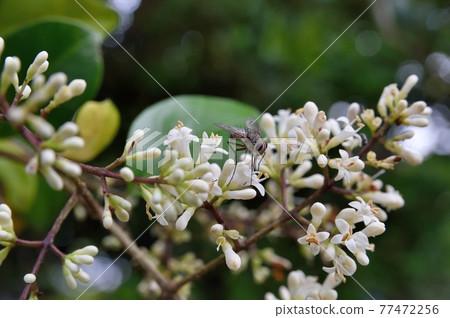 拖曳mimicipe花 77472256