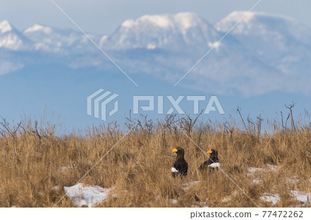 Steller's sea eagle on the Noshi peninsula Steller's sea eagle on the Noshi peninsula 77472262