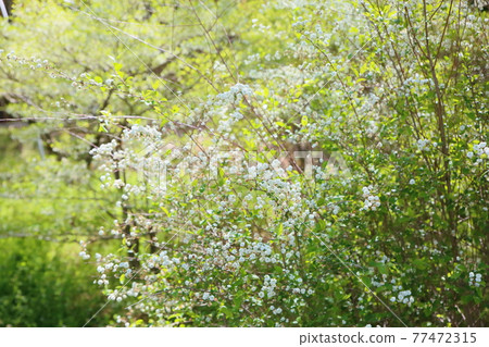 一隻sagebird的花 一隻sagebird的花 77472315