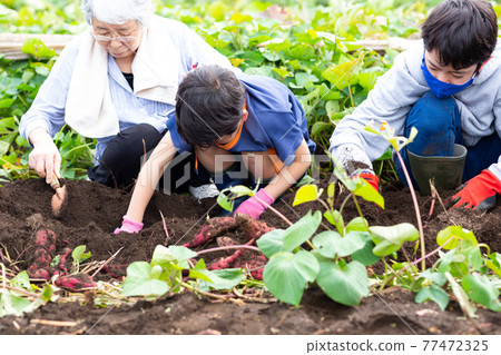 Children digging sweet potatoes Children digging sweet potatoes 77472325
