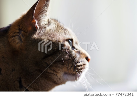 Profile of a melancholy cat Profile of a melancholy cat 77472341