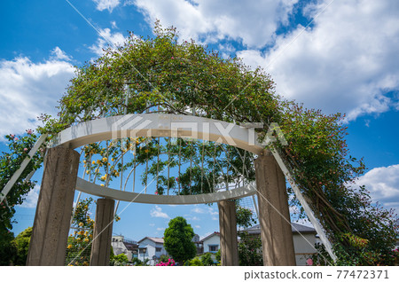 Adachi-ku, Tokyo Seiwa Rose Park 77472371