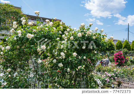 Adachi-ku, Tokyo Seiwa Rose Park Adachi-ku, Tokyo Seiwa Rose Park 77472373