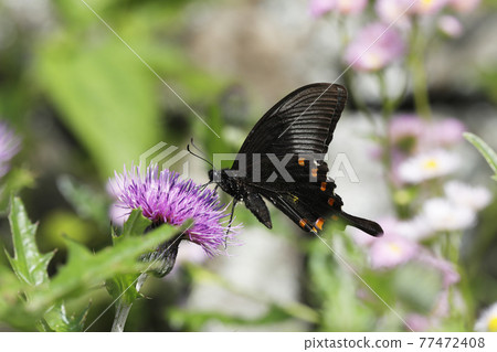 Crow beetle and noodles 77472408