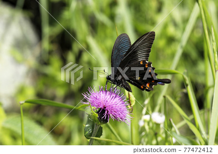 Crow beetle and noodles 77472412