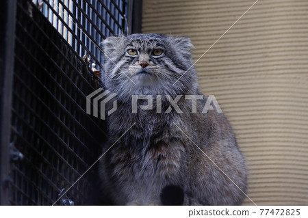 [北海道旭川市]旭山動物園的Manul貓 77472825
