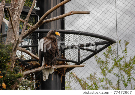 [Asahikawa City, Hokkaido] Steller's sea eagle at Asahiyama Zoo 77472967