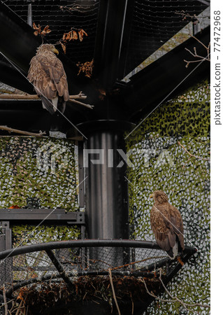 [Asahikawa City, Hokkaido] White-tailed Eagle at Asahiyama Zoo 77472968