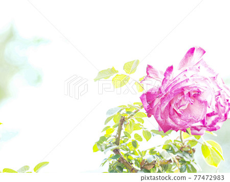 Pink rose Pink rose 77472983