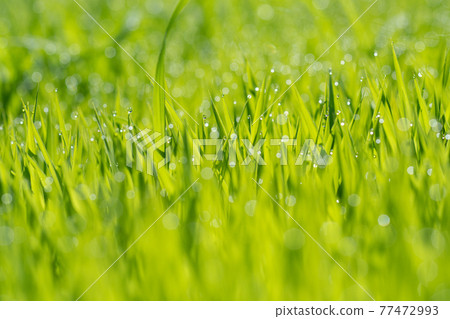 稻葉在夏天閃閃發光 稻葉在夏天閃閃發光 77472993