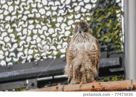 [Asahikawa City, Hokkaido] Mountain hawk-eagle at Asahiyama Zoo 77473030