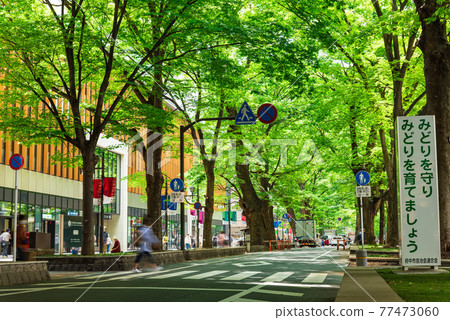 東京府中市櫸樹並路 東京府中市櫸樹並路 77473060