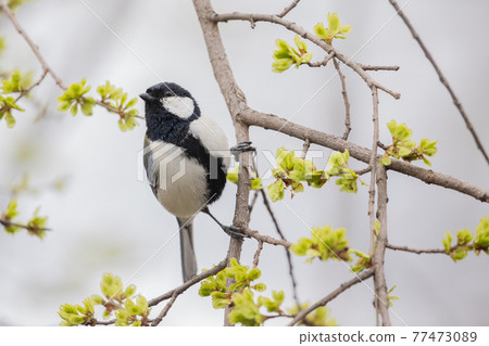[Asahikawa, Hokkaido] Great tit 77473089