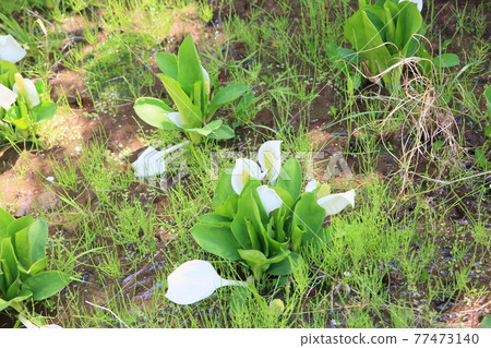 Mizubasho之花 77473140