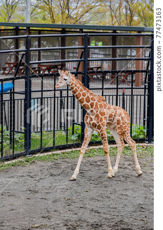 [Asahikawa City, Hokkaido] Giraffe at Asahiyama Zoo 77473163