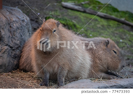 [北海道旭川市]旭山動物園的水豚 77473393