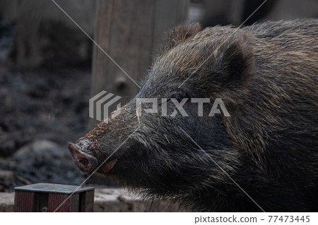 [Asahikawa City, Hokkaido] Wild boar at Asahiyama Zoo 77473445