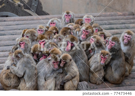 [北海道旭川市]旭山動物園的日本獼猴 77473446